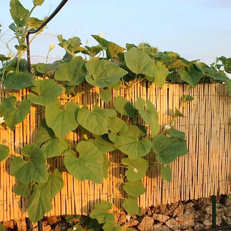 Casadorata Buen Retiro Vista Mare בית נופש דונלוקאטה